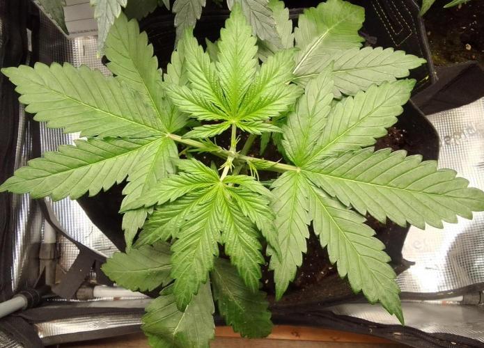 Mars is super boofing. Week 3 - Day 18