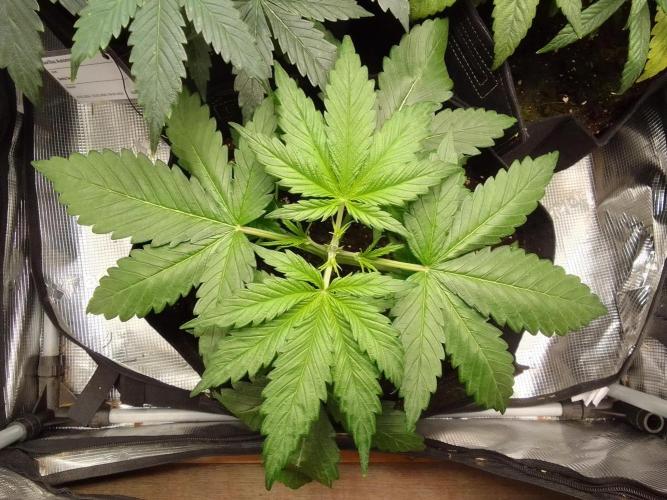 Mars is super boofing. Week 3 - Day 19
