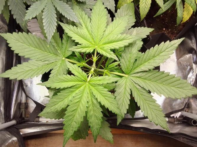 Mars is super boofing. Week 3 - Day 20