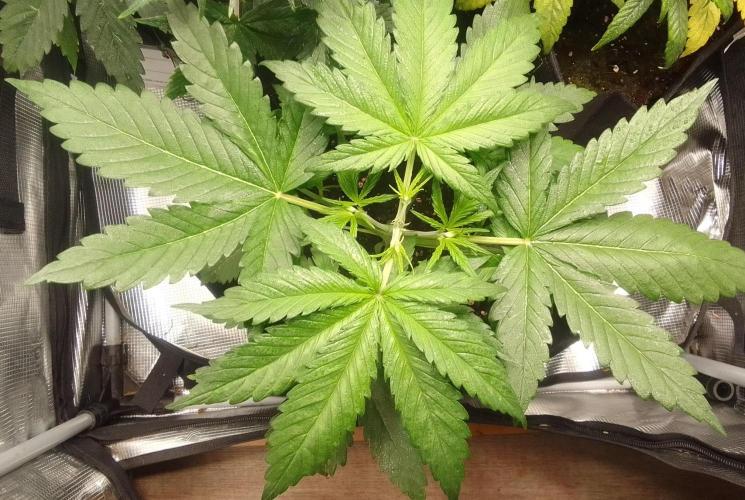 Mars is super boofing. Week 3 - Day 21