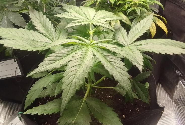 Mars is super boofing. Week 3 - Day 21