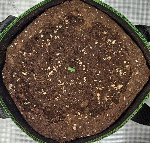 Red Velvet Paradise on Saturn. Week 1 - Day 1