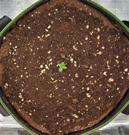 Red Velvet Paradise on Saturn. Week 1 - Day 2