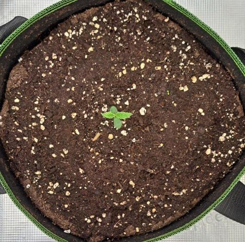 Red Velvet Paradise on Saturn. Week 1 - Day 3