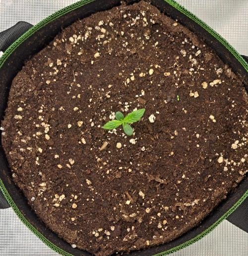 Red Velvet Paradise on Saturn. Week 1 - Day 4