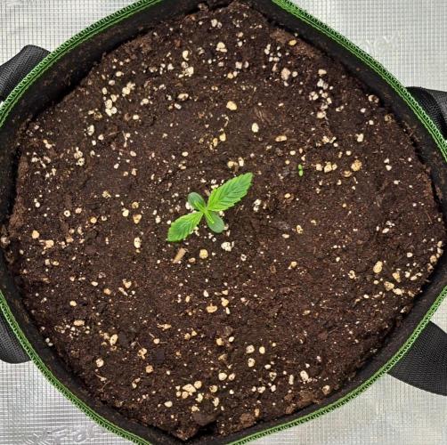 Red Velvet Paradise on Saturn. Week 1 - Day 5