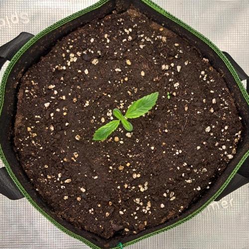 Red Velvet Paradise on Saturn. Week 1 - Day 6