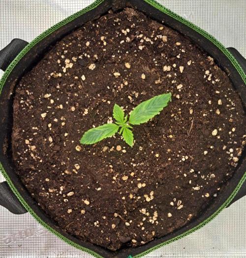 Red Velvet Paradise on Saturn. Week 1 - Day 7