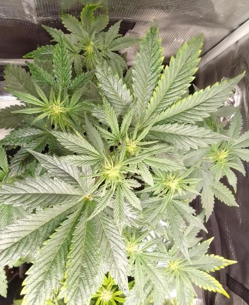 Gorillaz on Mars. Week 5 - Day 32