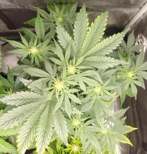 Gorillaz on Mars. Week 5 - Day 34
