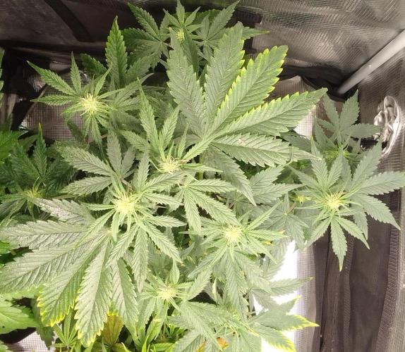 Gorillaz Automatic. Week 5