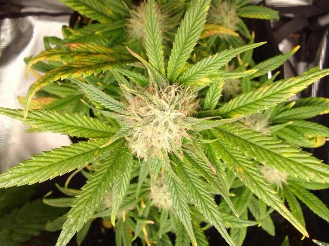Amnesia Jelly. Week 10