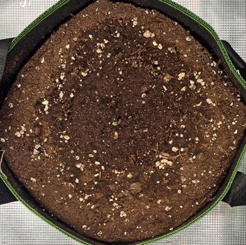 Purple Bananas spotted on Venus. Week 1 - Day 1