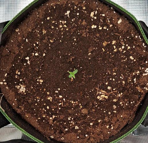 Purple Bananas spotted on Venus. Week 1 - Day 2