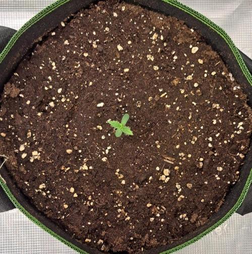 Purple Bananas spotted on Venus. Week 1 - Day 3