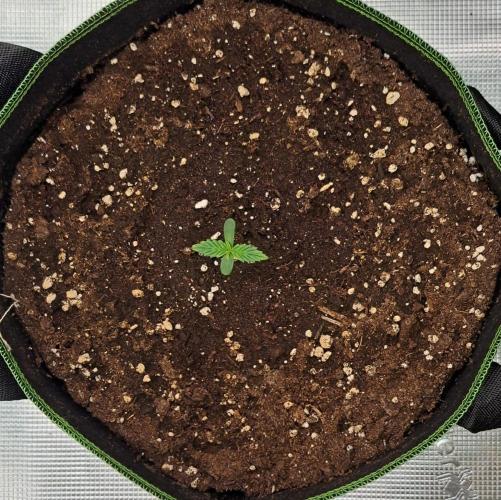 Purple Bananas spotted on Venus. Week 1 - Day 4