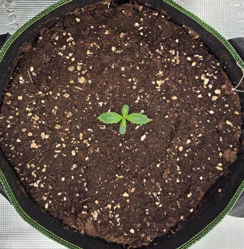Purple Bananas spotted on Venus. Week 1 - Day 5