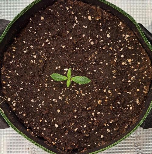 Purple Bananas spotted on Venus. Week 1 - Day 6