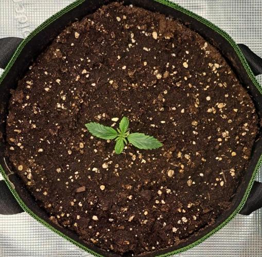 Purple Bananas spotted on Venus. Week 1 - Day 7