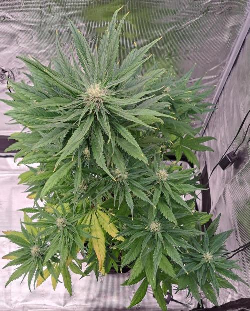 Red Poison spotted on Saturn. Week 7 - Day 43
