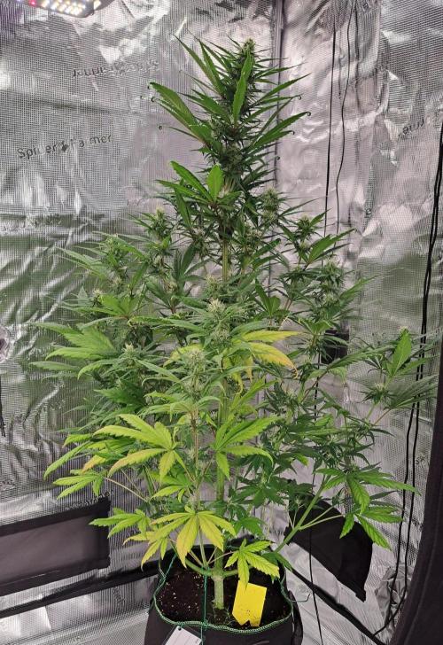 Red Poison spotted on Saturn. Week 7 - Day 43