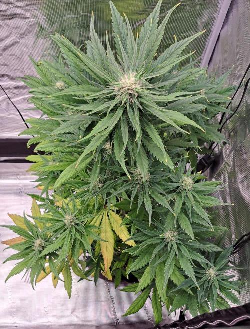 Red Poison spotted on Saturn. Week 7 - Day 44