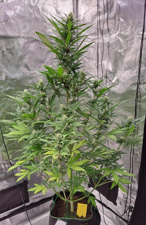 Red Poison spotted on Saturn. Week 7 - Day 44