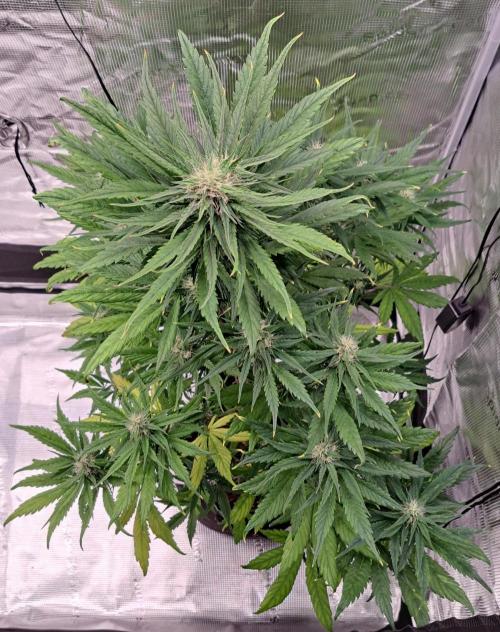 Red Poison spotted on Saturn. Week 7 - Day 45