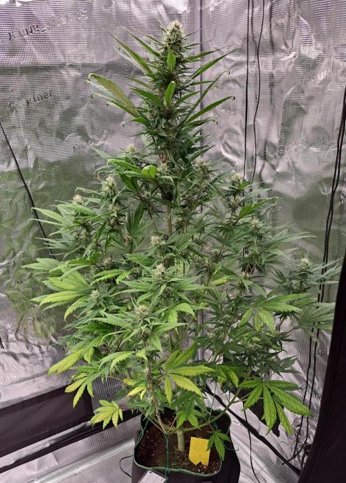 Red Poison spotted on Saturn. Week 7 - Day 45