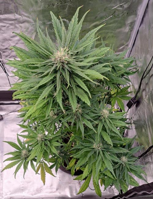 Red Poison spotted on Saturn. Week 7 - Day 46