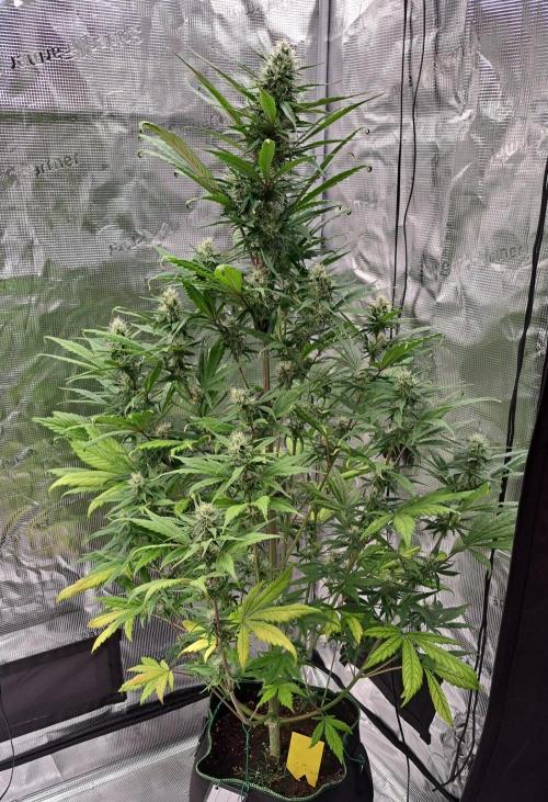 Red Poison spotted on Saturn. Week 7 - Day 46