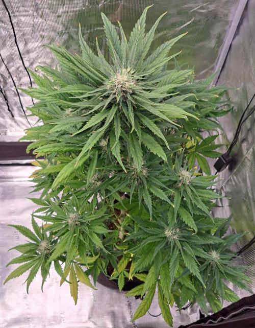 Red Poison spotted on Saturn. Week 7 - Day 47