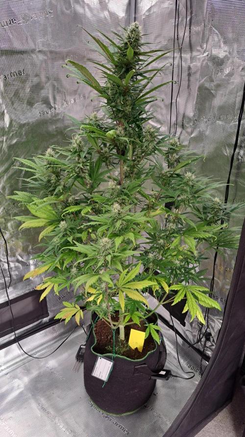 Red Poison spotted on Saturn. Week 7 - Day 47