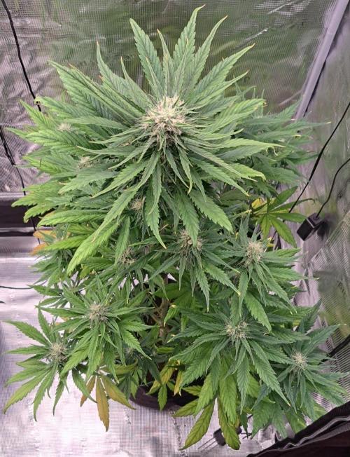 Red Poison spotted on Saturn. Week 7 - Day 48