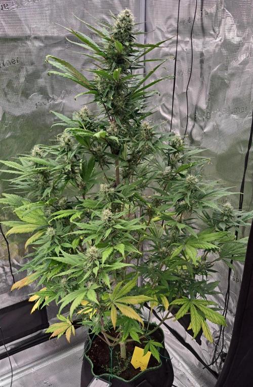 Red Poison spotted on Saturn. Week 7 - Day 48