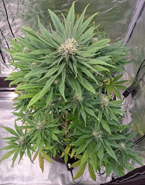Red Poison spotted on Saturn. Week 7 - Day 49