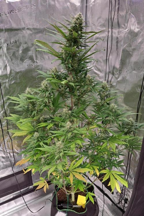 Red Poison spotted on Saturn. Week 7 - Day 49