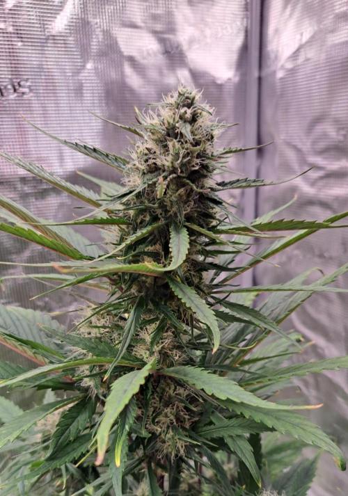 Red Poison Auto. Week 7