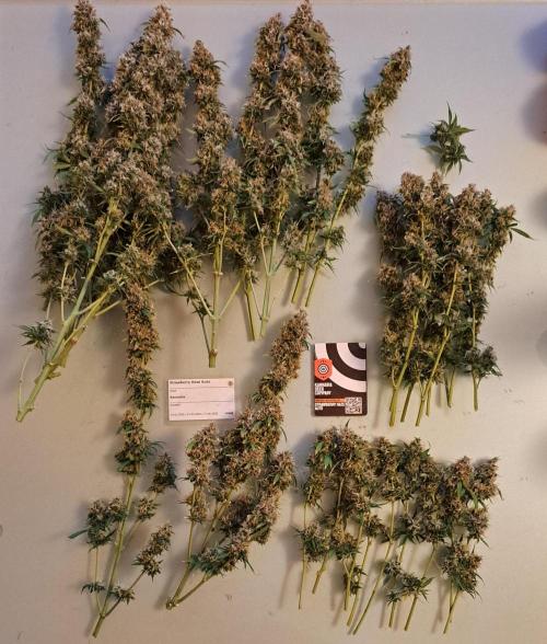 Strawberry Haze Auto. Week 13