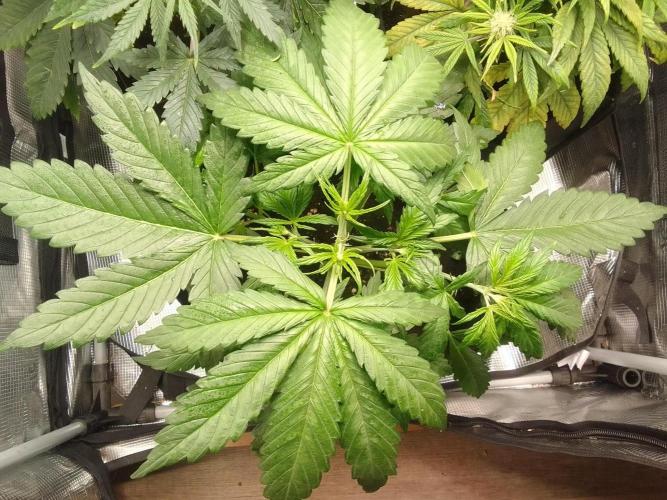 Mars is super boofing. Week 4 - Day 22