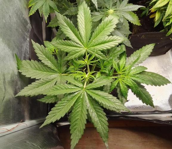 Mars is super boofing. Week 4 - Day 23
