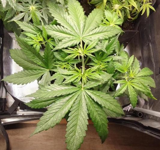 Mars is super boofing. Week 4 - Day 24