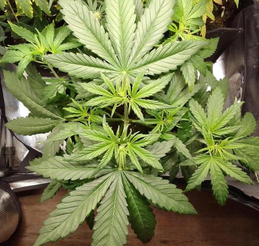 Mars is super boofing. Week 4 - Day 25