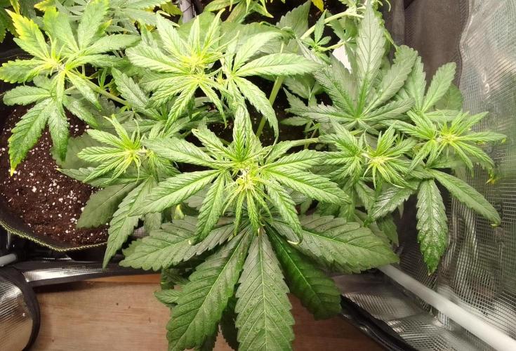 Mars is super boofing. Week 4 - Day 27