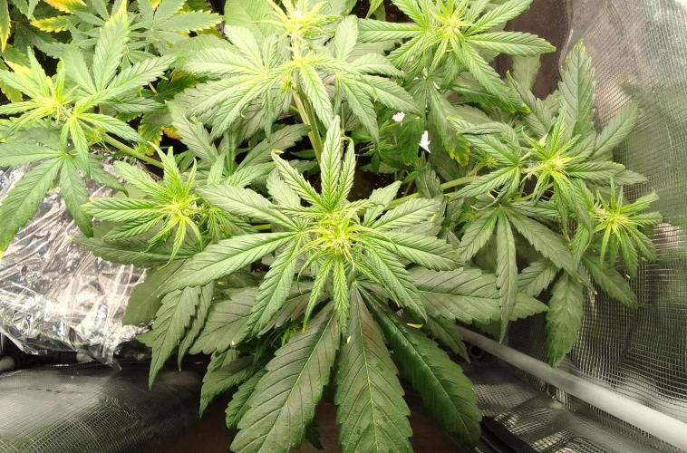 Mars is super boofing. Week 4 - Day 28