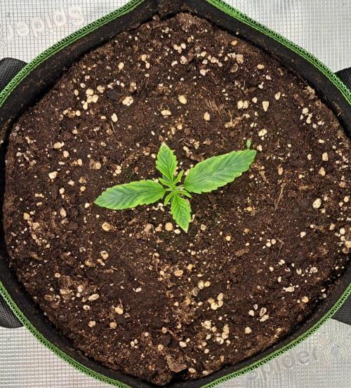Red Velvet Paradise on Saturn. Week 2 - Day 8