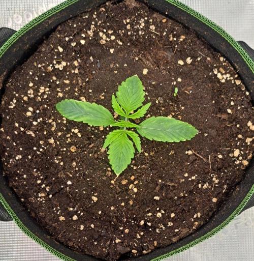 Red Velvet Paradise on Saturn. Week 2 - Day 9
