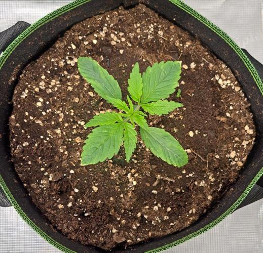 Red Velvet Paradise on Saturn. Week 2 - Day 10