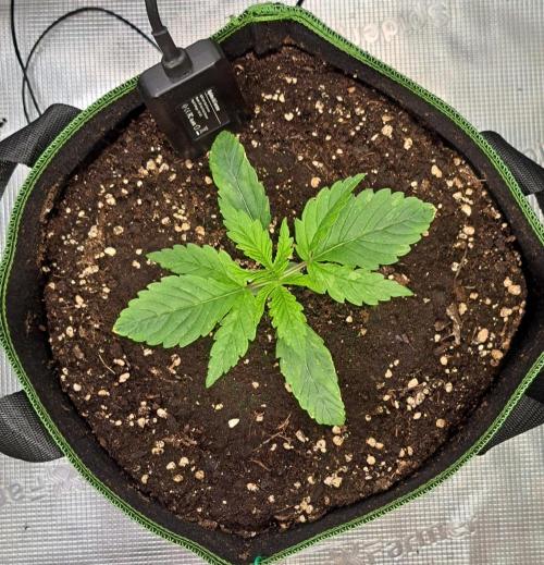 Red Velvet Paradise on Saturn. Week 2 - Day 11