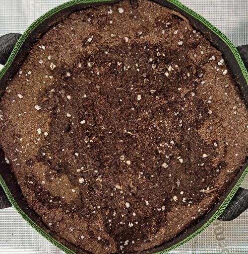 Fruity Skittlez for Saturn. Week 0 - Day 0